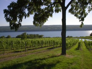 Looking West from Chateau LaFayette Reneau